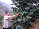 Cà phê chè, cà phê arabica