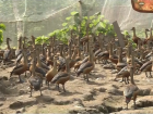xuat-hien-o-cum-h5n6-tren-dan-vit-troi-nuoi-o-dak-lak