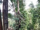 dak-lak-bi-dien-giat-khi-phat-don-vuon-tieu-1-nguoi-tu-vong